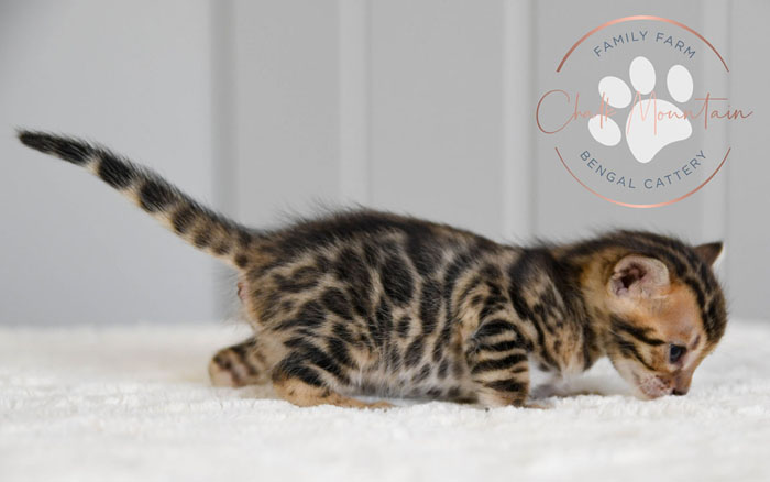 bengal kittens for sale